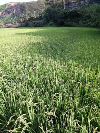 조동원님의 자유주제 · 자유게시판 작성글 사진