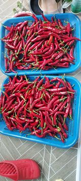 팜모닝 고추·일상 게시글 이미지