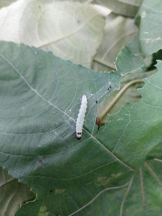 장준호님의 기타작물 · 병해충상담 작성글 사진