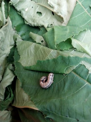 장준호님의 기타작물 · 병해충상담 작성글 사진