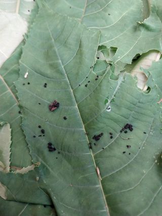 장준호님의 기타작물 · 병해충상담 작성글 사진