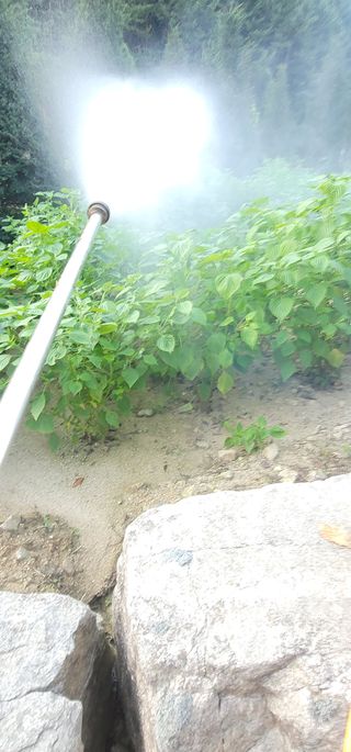 윤태희님의 들깨 · 영농일지 작성글 사진