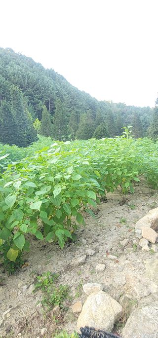 윤태희님의 들깨 · 영농일지 작성글 사진