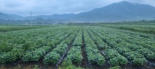 정은서님의 포도 · 자유게시판 작성글 사진