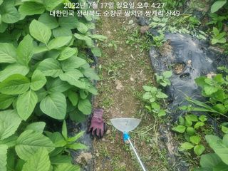 정은서님의 포도 · 자유게시판 작성글 사진