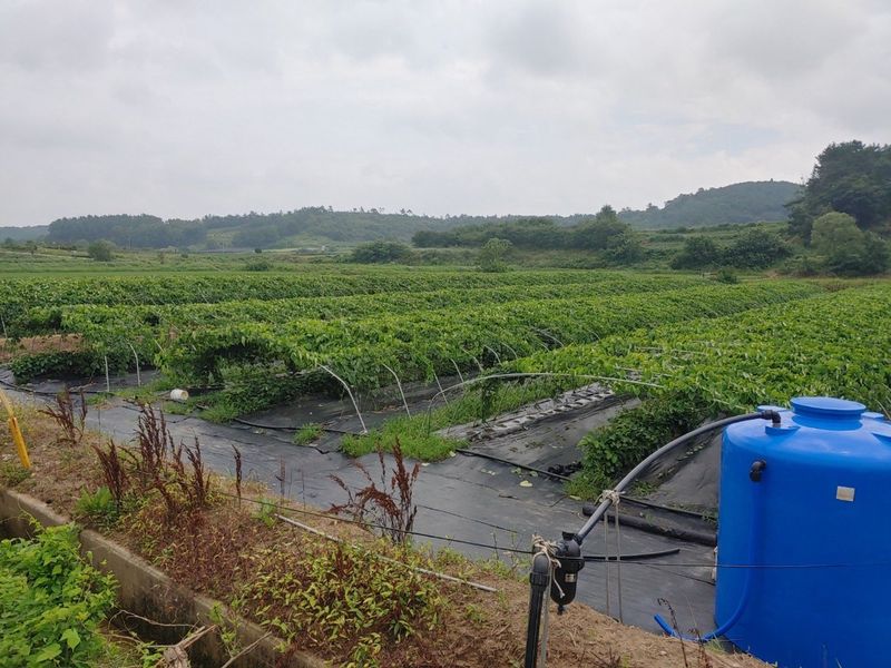 김영진(전남영광)님의 장터 판매 상품 [아침식사대용으로 먹기좋은 열매마2kg] 첨부 사진
