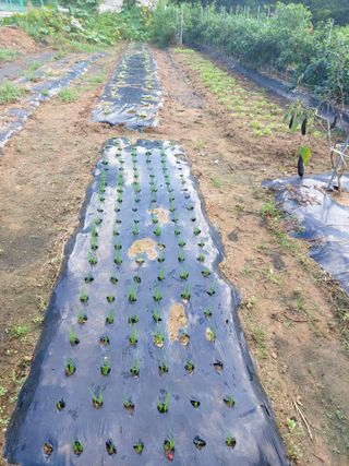 미카엘농장님의 9월 내 작물 자랑하기 · 참여글 작성글 사진