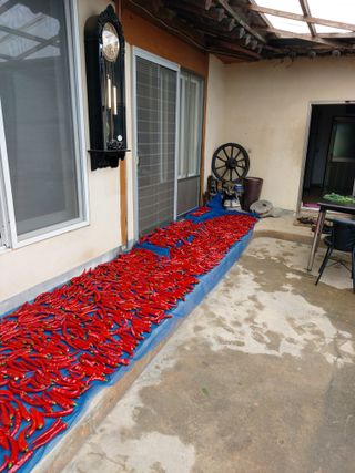 미카엘농장님의 9월 내 작물 자랑하기 · 참여글 작성글 사진