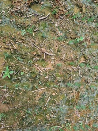 민은경님의 벼 · 병해충상담 작성글 사진