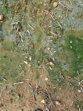 민은경님의 벼 · 병해충상담 작성글 사진