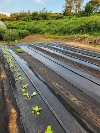 오임택 님의 배추 · 파종•정식 작성글 사진