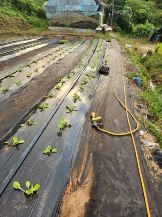 오임택 님의 배추 · 파종•정식 작성글 사진