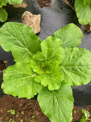 이봉수님의 9월 내 작물 자랑하기 · 참여글 작성글 사진