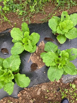 이봉수님의 9월 내 작물 자랑하기 · 참여글 작성글 사진