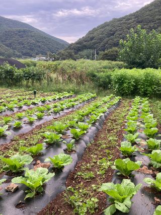 이봉수님의 9월 내 작물 자랑하기 · 참여글 작성글 사진