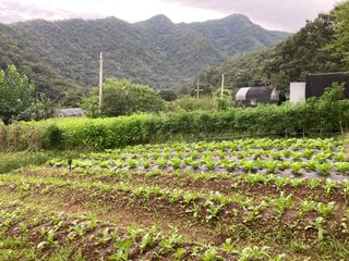 이봉수님의 9월 내 작물 자랑하기 · 참여글 작성글 사진