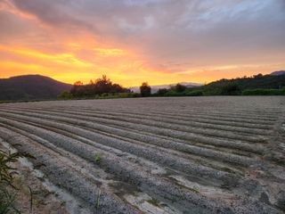 금우님의 감자 · 자유게시판 작성글 사진