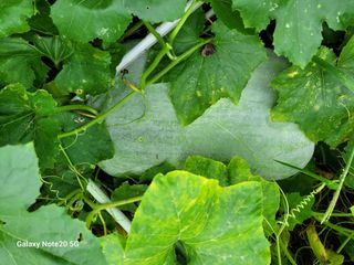 하우스님의 9월 내 작물 자랑하기 · 참여글 작성글 사진