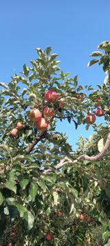 팜모닝 9월 내 작물 자랑하기·참여글 게시글 이미지