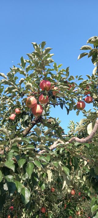 강성분님의 9월 내 작물 자랑하기 · 참여글 작성글 사진