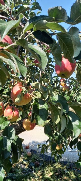 강성분님의 9월 내 작물 자랑하기 · 참여글 작성글 사진