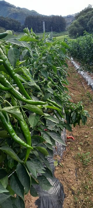 강성분님의 9월 내 작물 자랑하기 · 참여글 작성글 사진