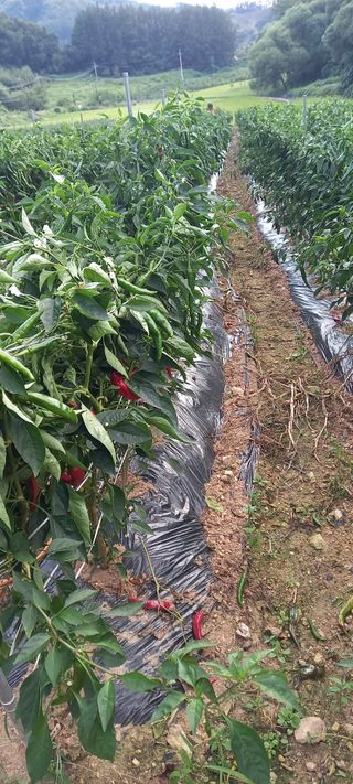 강성분님의 9월 내 작물 자랑하기 · 참여글 작성글 사진