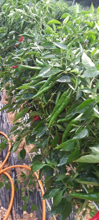 강성분님의 9월 내 작물 자랑하기 · 참여글 작성글 사진