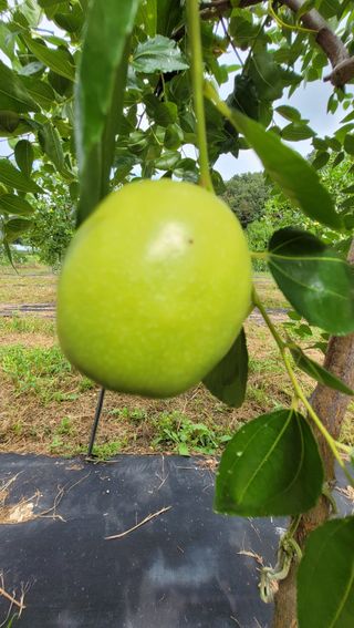 성심농원님의 기타작물 · 자유게시판 작성글 사진