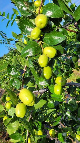 성심농원님의 기타작물 · 자유게시판 작성글 사진
