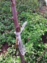 팜모닝 자유주제·자유게시판 게시글 이미지