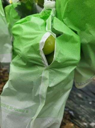 이원규님의 9월 내 작물 자랑하기 · 참여글 작성글 사진