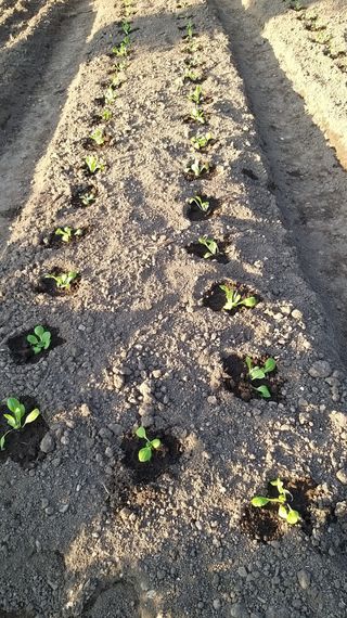 김한일(유랑자)님의 9월 내 작물 자랑하기 · 참여글 작성글 사진