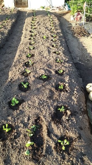 김한일(유랑자)님의 9월 내 작물 자랑하기 · 참여글 작성글 사진