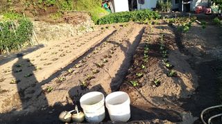 김한일(유랑자)님의 9월 내 작물 자랑하기 · 참여글 작성글 사진