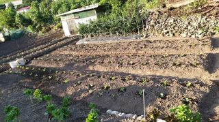 김한일(유랑자)님의 9월 내 작물 자랑하기 · 참여글 작성글 사진