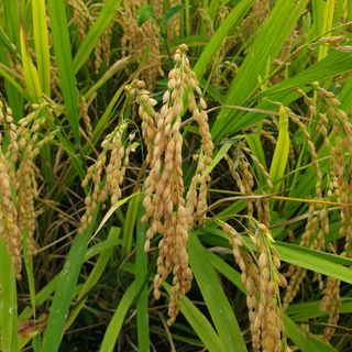 전명우님의 벼 · 자유게시판 작성글 사진