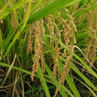 전명우님의 벼 · 자유게시판 작성글 사진