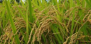 전명우님의 벼 · 자유게시판 작성글 사진