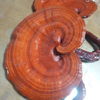 전명우님의 벼 · 자유게시판 작성글 사진