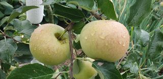 전명우님의 벼 · 자유게시판 작성글 사진