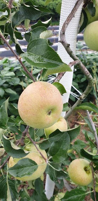 전명우님의 벼 · 자유게시판 작성글 사진