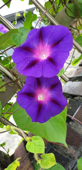 전명우님의 벼 · 자유게시판 작성글 사진