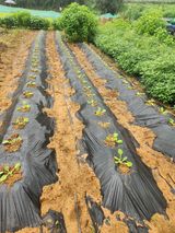 팜모닝 9월 내 작물 자랑하기·참여글 게시글 이미지