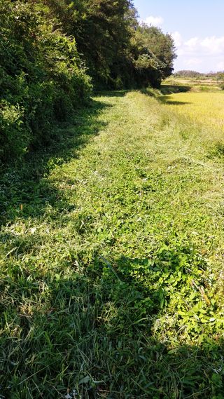 이복길님의 벼 · 영농일지 작성글 사진