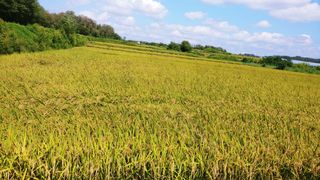 이복길님의 벼 · 영농일지 작성글 사진