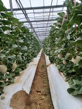 팜모닝 9월 내 작물 자랑하기·참여글 게시글 이미지