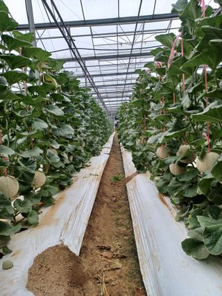 강경희.이님의 9월 내 작물 자랑하기 · 참여글 작성글 사진