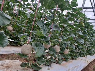 강경희.이님의 9월 내 작물 자랑하기 · 참여글 작성글 사진