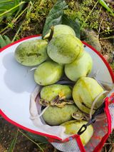 팜모닝 자두·자유게시판 게시글 이미지